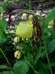 Cypripedium kentuckiense