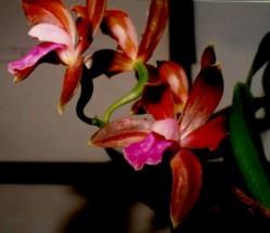 Cattleya bicolor