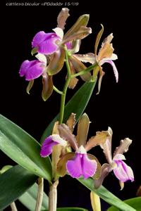 Cattleya bicolor