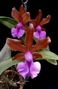 Cattleya bicolor