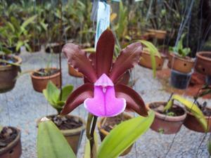 Cattleya bicolor