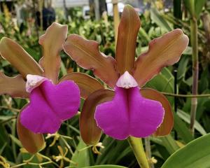 Cattleya bicolor