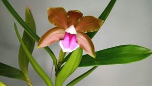 Cattleya bicolor