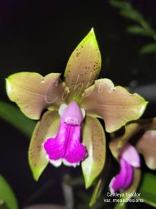 Cattleya bicolor