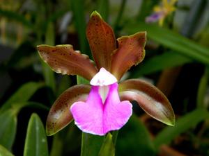 Cattleya bicolor subsp. minasgeraensis