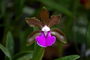 Cattleya bicolor subsp. minasgeraensis