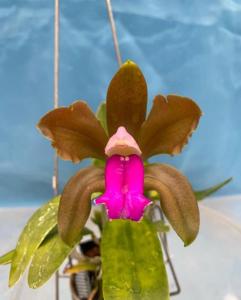 Cattleya bicolor