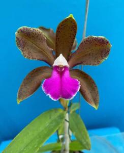 Cattleya bicolor