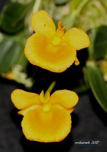 Dendrobium jenkinsii