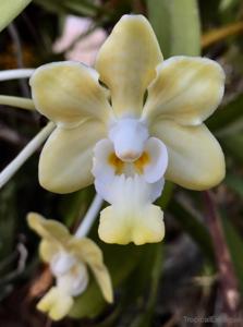 Vanda denisoniana