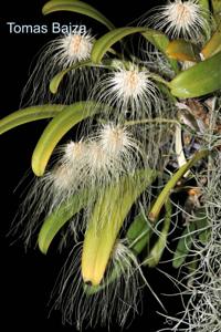 Bulbophyllum medusae