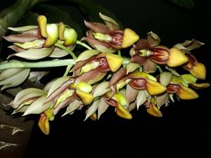 Catasetum galeritum