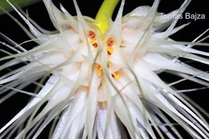 Bulbophyllum medusae