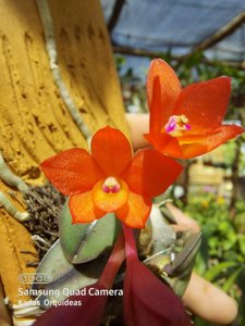 Cattleya cernua