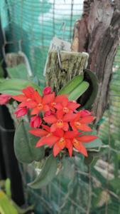 Cattleya cernua