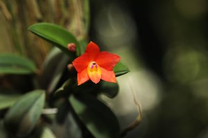 Cattleya cernua
