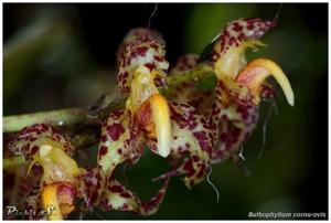 Bulbophyllum cornu-ovis