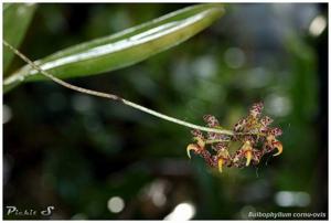 Bulbophyllum cornu-ovis