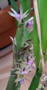 Scaphyglottis stellata