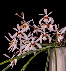 Holcoglossum wangii