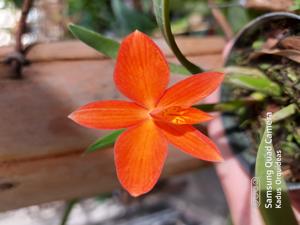 Cattleya coccinea