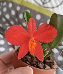 Cattleya coccinea