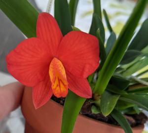 Cattleya coccinea