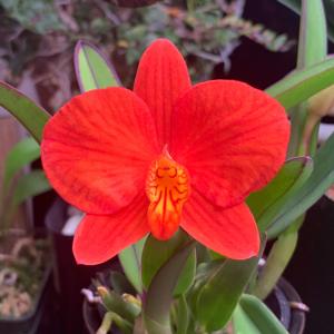 Cattleya coccinea