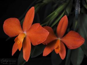 Cattleya coccinea