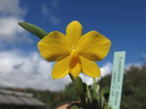 Cattleya coccinea