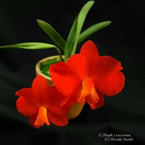 Cattleya coccinea