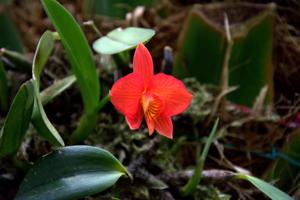 Cattleya coccinea