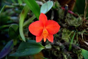 Cattleya coccinea