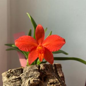 Cattleya coccinea