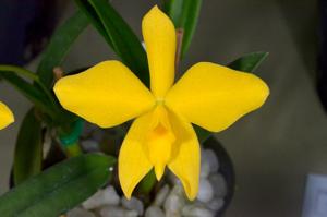 Cattleya coccinea