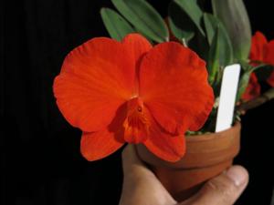 Cattleya coccinea