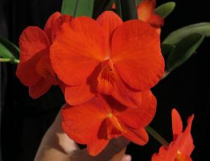 Cattleya coccinea