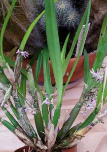 Scaphyglottis stellata