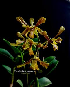 Dendrobium sylvanum