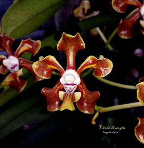 Vanda hindsii