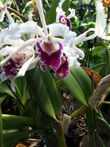 Cattleya crispa