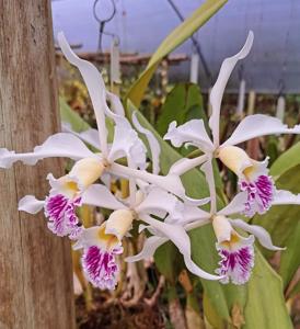 Cattleya crispa