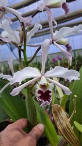 Cattleya crispa