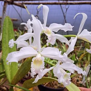 Cattleya crispa