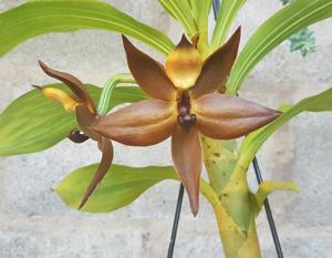 Cycnoches cooperi