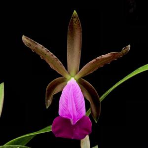 Cattleya dormaniana