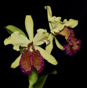 Cattleya dowiana var. aurea