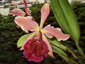 Cattleya dowiana