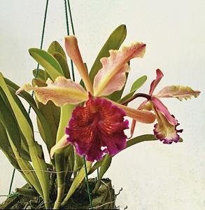 Cattleya dowiana var. aurea