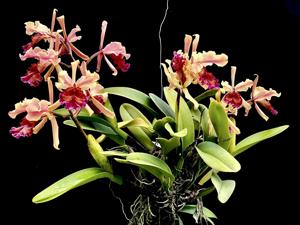 Cattleya dowiana